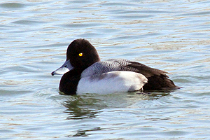 Lesser Scaup